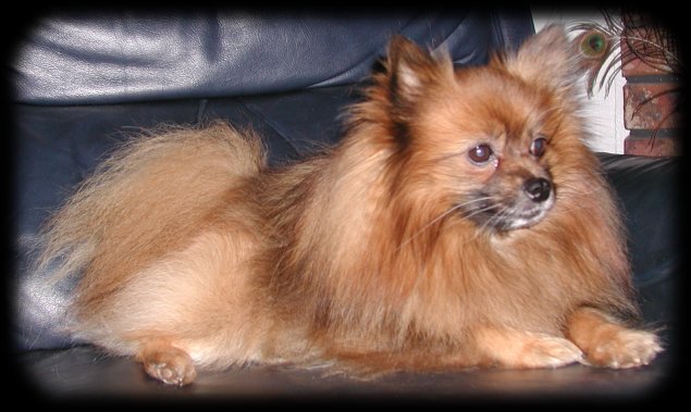 Rocky enlightened us to the joys of living with Pomeranians. Photo 1/1/08